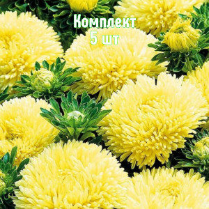 Саженцы Комплект 5шт / Астра Желтая башня